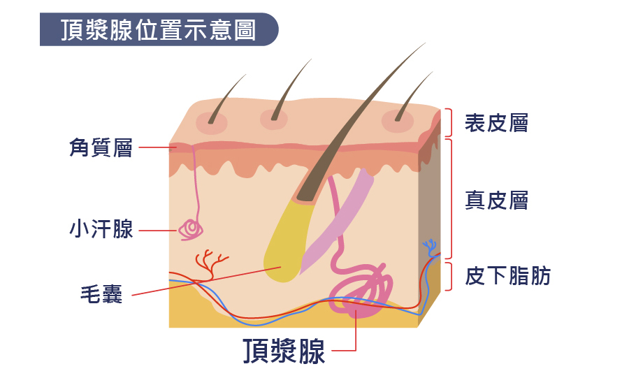 頂漿腺位置示意圖